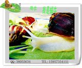 taobao english 7601244917