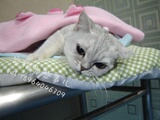 taobao english 10094102560