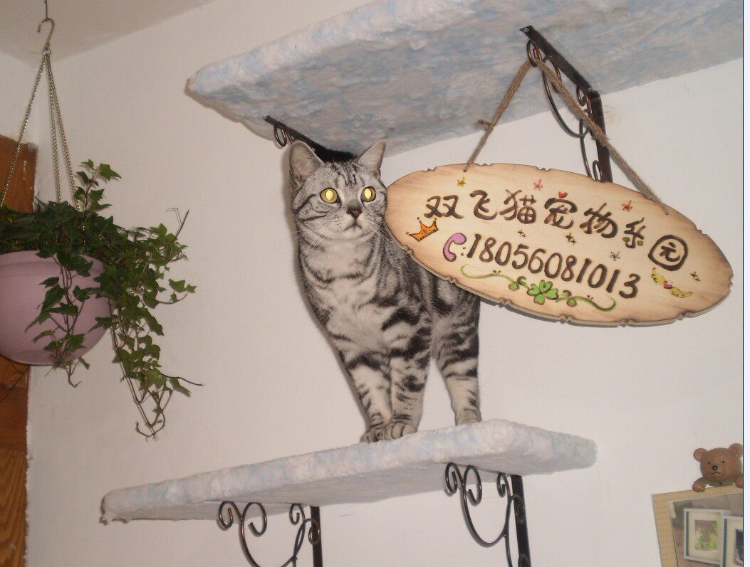 Flying cat pet paradise 