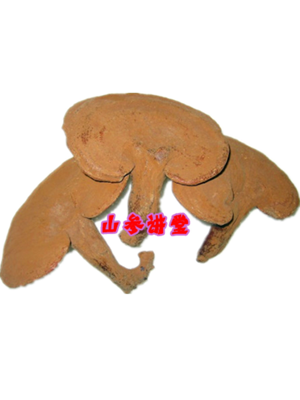 Ganoderma lucidum Spores Ganoderma lucidum Changbai wild Ganoderma lucidum Pruning Ganoderma lucidum Northeast specialty Promotion 250 gramin the Traditional nourishing food , Ganoderma , Pruning Ganoderma category - from Buy2taobao.com to provide professional Taobao agent buy service