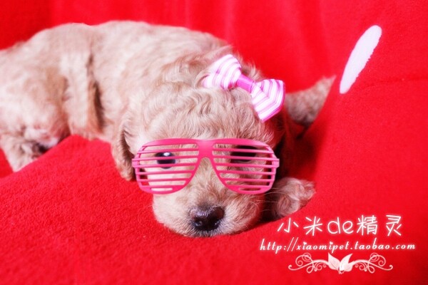 看腻了红泰迪犬？带只奶油色太妃糖回家吧！韩国血统宠物级玩具型