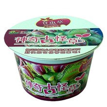 迷你盆栽 DIY园艺 果园 大塑罐花卉 驱蚊草  食虫草(种子2包)