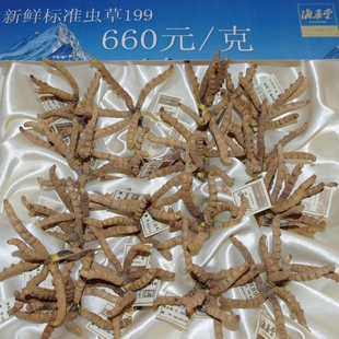  大连 海晏堂 青海玉树 冬虫夏草 标准199虫草 660元每克 全国包邮