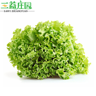  三益庄园有机生菜绿色环保生菜有机新鲜蔬菜(500g)