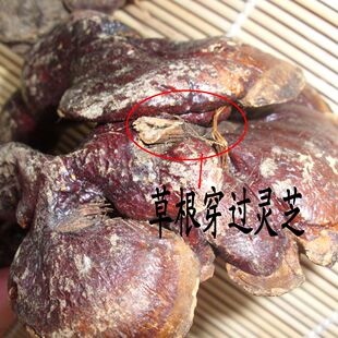  正宗野生赤灵芝/赤芝/赤灵芝 补品带柄赤芝实体正品每斤398元