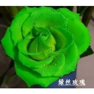 特价秒杀 玫瑰种子【绿丝玫瑰】抢到就是赚到 多个品种玫瑰种子