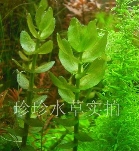 绿虎耳,水草绿虎耳(100%自家出产i水中叶)(一枝)拍30枝包圆通在类目 宠物/宠物食品及用品, 水族世界, 鱼缸等水族设备, 水草中 - 来自Buy2taobao.com提供专业的淘宝代购服务