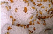 比蟋蟀营养  樱桃蟑螂0.4-0.6厘米 150个（20元起发）(送麦麸1包)
