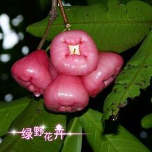  果树苗 黑珍珠又名黑金刚 莲雾苗 果木苗 果苗 4年生苗