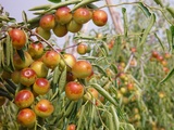 2011年正宗山东沾化冬枣/新鲜上市/甜脆无渣/三级枣/500g(包邮)
