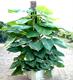 兰香伊人—绿植出售或租摆大叶绿萝