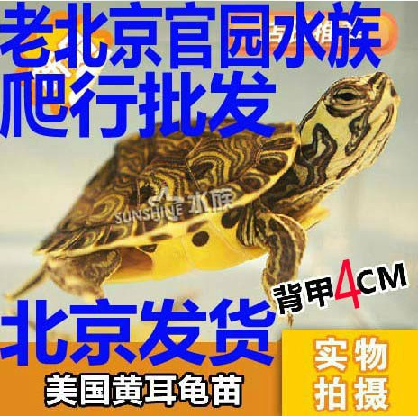 密西西比黄耳彩龟 水龟 半水龟 活体乌龟 宠物乌龟 3-5厘米左右在类目 宠物/宠物食品及用品, 水族世界, 龟/鳖中 - 来自Buy2taobao.com提供专业的淘宝代购服务
