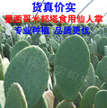 【11年种植历史】米邦塔食用仙人掌/大片/药用/美容/可种植/500g