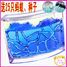 特大号正品蚂蚁工坊 房屋 送宠蚂蚁25只+种子1包