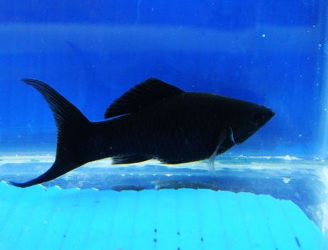 黑玛丽鱼 小热带鱼成鱼 观赏鱼 鱼缸水族箱生态