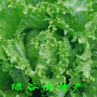  北京平谷农副产品新鲜绿色蔬菜特色青菜生菜 产地直销 涮羊肉用