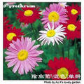 除虫菊驱蚊草香草种子蔬菜种子花卉种子特价全场一元1元起