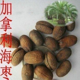 新采加拿利海枣种子 别名;长叶刺葵 加拿利刺葵、槟榔竹