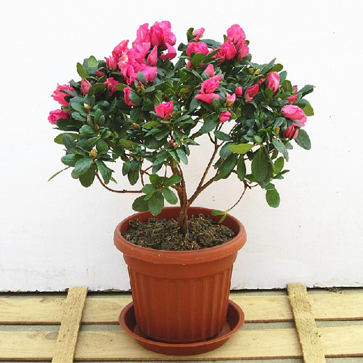 室内外观花植物比利时杜鹃花苗 盆栽花卉盆景花卉映山红四季开花