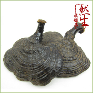  然生 云南纯野生反柄紫灵芝 野生黑灵芝 野生马蹄灵芝 同仁堂级别