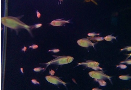 热带鱼 观赏鱼 黄化头尾灯鱼 电灯鱼 群游小型鱼