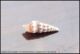 卷管小钉螺2.6CM