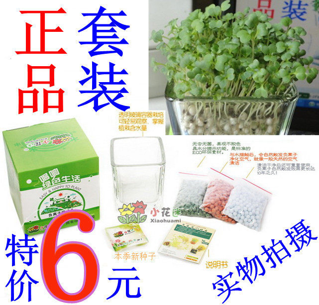 特价 正品 陶碳球种植盆景 负离子植栽心形草 办公室迷你植物盆栽