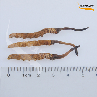 3.5条1克正品西藏那曲冬虫夏草 超同仁堂级 极品小短把冬虫草批发
