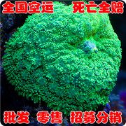 绿香菇-海水观赏鱼，-活体--珊瑚，水族-死亡包赔