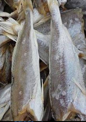  黄花鱼 7成干左右山东散装咸鱼带鱼新鲜鱼海鲜鱼干大黄鱼鱼类制品