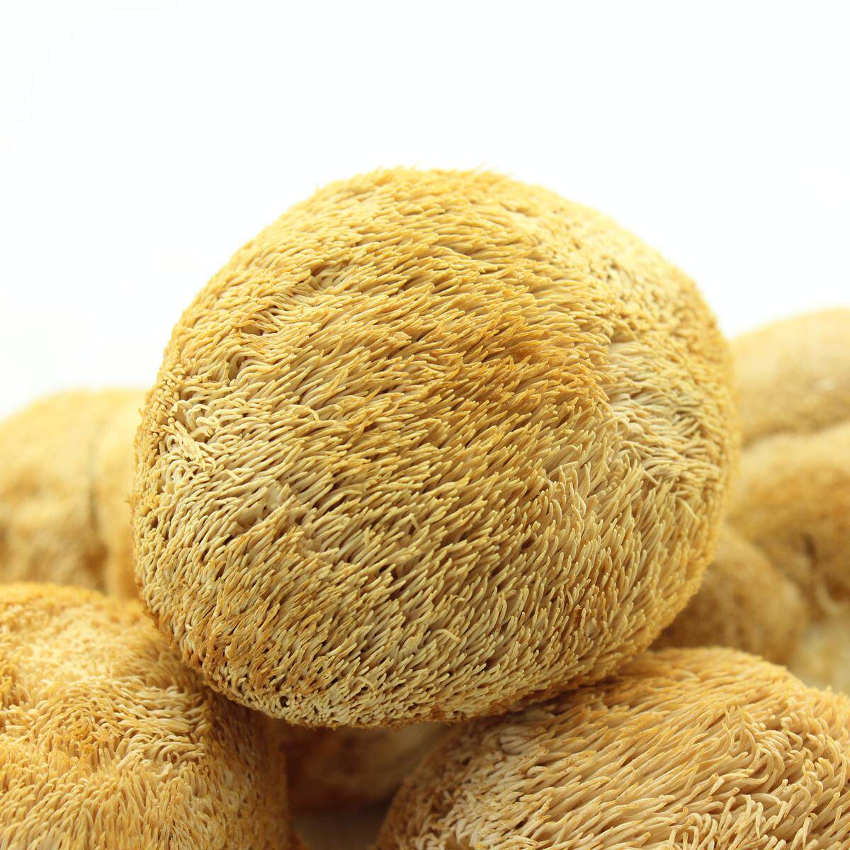 【闽珍猴头菇】东北特产 特级猴头菇 猴头菌 250g