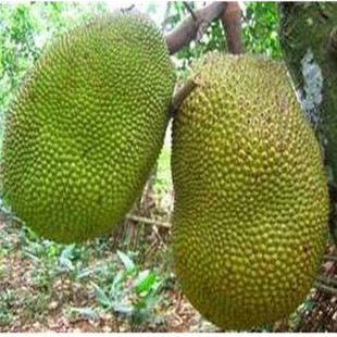  特价新鲜水果泰国菠萝蜜现货出肉多特甜菜干苞江浙沪包邮