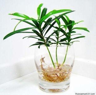 防雾霾防甲醛迷你小植物防辐射观叶植物 日本罗汉松净化空气|ruв категории доставка цветов/цветок моделирования/растения садоводства, цветок/растения в горшках (новый), растения - от Buy2taobao.com для оказания профессиональной услуги покупки агента Taobao
