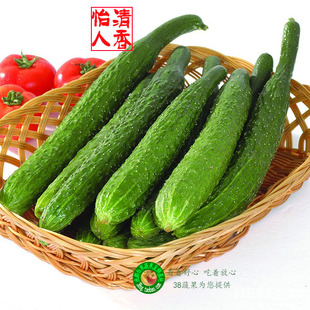 黄瓜 四川成都新鲜蔬菜 同城配送 满38包邮