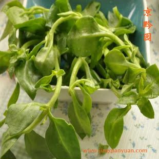  【京黔园】绿色蔬菜 穿心莲 苦胆草 金香草 北京买菜配送到家