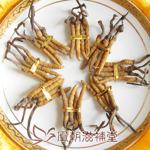  【凰朝】4根一克 青海玉树杂多县虫草 特干冬虫夏草礼盒 正品