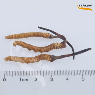  西藏那曲冬虫夏草5条1克 同仁堂标准精选雪域高原冬虫草 正品批发
