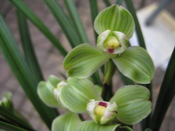 兰花---春剑篇 - 风轻云淡 - 风轻云淡