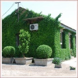 Climbing Climbing Potted plant Ivy Ivy Quinquefolia Euonymus fortunei Four seasons Evergreen Climbing Speedin the Flower delivery/Flowers simulation/Plants gardening , Flowers/Potted plants (New) , Plants category - from Buy2taobao.com to provide professional Taobao agent buy service