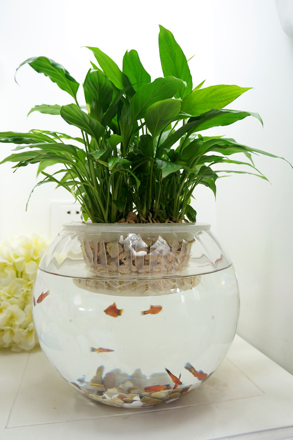 whole country Large Pellet White palm Everything is going smoothly suit Hydroponics Water to keep Aquatic plants Sure Pisciculturein the Flower delivery/Flowers simulation/Plants gardening , Flowers/Potted plants (New) , Plants category - from Buy2taobao.com to provide professional Taobao agent buy service