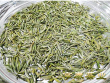 2012年明前新茶 特级霍山黄芽 健康绿色抗辐射提神