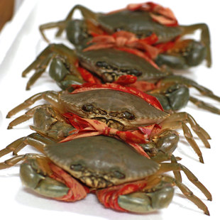  江浙沪包邮 三门青蟹 特产水产 鲜活海鲜 公蟹肉蟹大螃蟹 三斤装