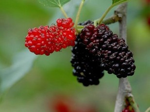 山西太原 新鲜桑葚 桑仁果 桑果 (接受预订)30元