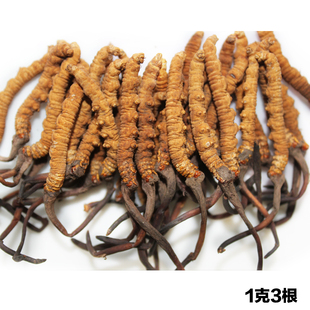  年新虫草 正品冬虫夏草 正宗青海玉树野生冬虫夏草1克3根特价