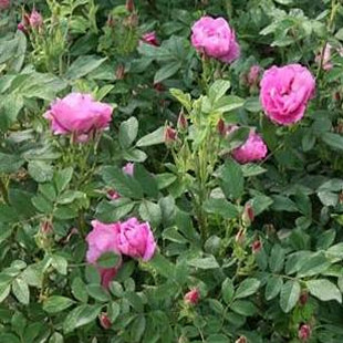 花卉%-食用玫瑰**大马士革**香水玫瑰,可做玫瑰茶,