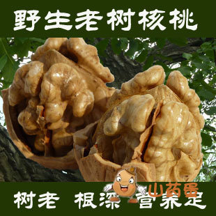  新货 野生百年老树山核桃 山西最好 特级500g特价3斤包邮送夹