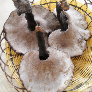  【广芝源】特产地直销 新货精选黑灵芝 长柄整枝灵芝 香浓而不苦