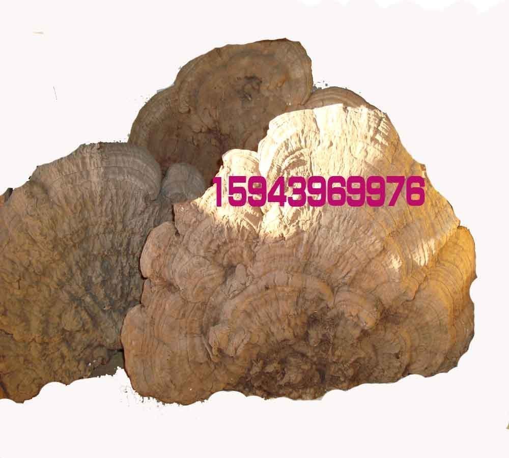 野生老牛干500g15元满两斤包邮长白山平盖灵芝树舍灵芝可免费切片|msdalam kategori makanan berkhasiat tradisional, Ganoderma, Pemangkasan Ganoderma lucidum - dari Buy2taobao.com untuk memberikan perkhidmatan ejen Taobao profesional membeli