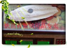 特大块墨鱼骨乌贼骨海螵蛸鹦鹉观赏鸟及宠物专用钙5元一块约100克