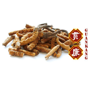  【贯康】正品 冬虫夏草西藏那曲 批发 大号 断草 虫草
